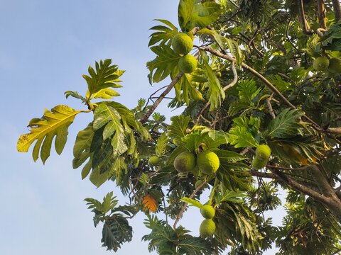 The lush breadfruit tree  or Artocarpus altilis