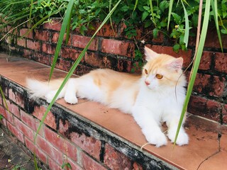 Persian cat relaxing in nature © BruvDXN