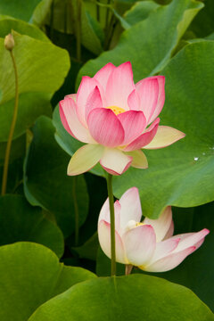 Lotus flowers in Balboa Park, San Diego