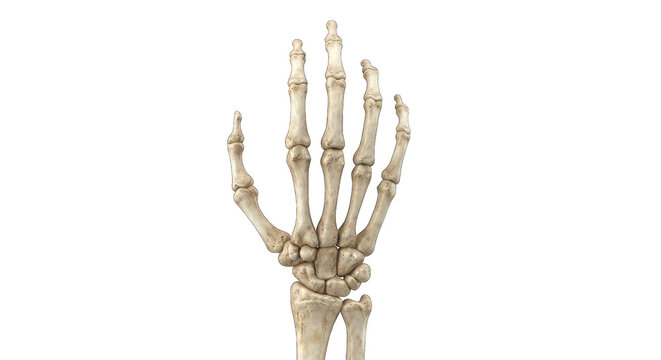 A realistic human skeleton hand isolated on a white background for a happy halloween transparent background png image design project for spooky holiday themes