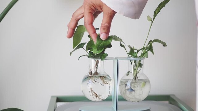 Growing plants in glass vases with roots visible