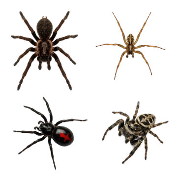Four hyperdetailed spider species (hairy tarantula, black widow with red marking, house spider, jumping spider) posed against a bright white studio background, showcasing anatomical fidelity for