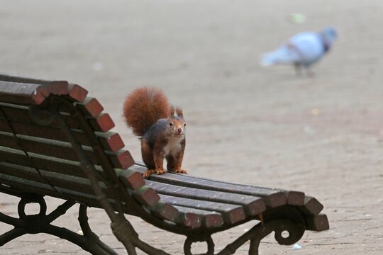 Curious squirrel in a city park in a natural environment