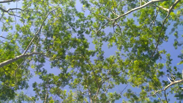 Lush Green Sengon Tree Plantation Background, Dense Foliage of Albasia (Falcataria moluccana) Canopy Background