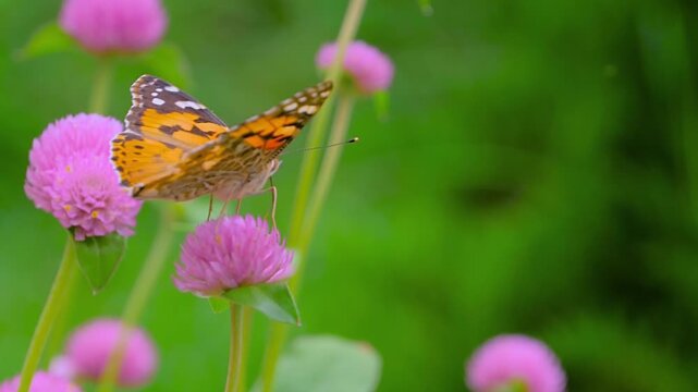 Slow motion: butterfly is flying and drinking sweet nectar from purple flowers Globe amaranth - close up, macro view. Summer time, blooming and flowers pollination concept
