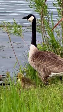 Canadian geese family 