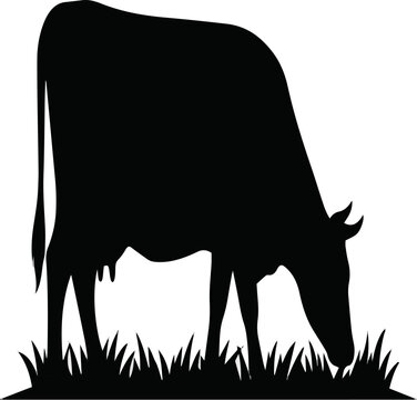 Cow eating on the grass Vector art at silhouette with white background 