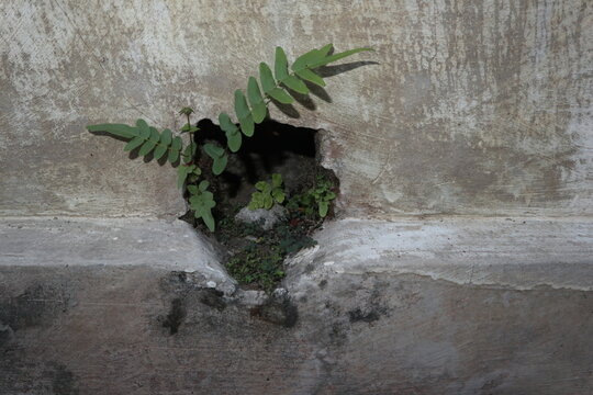 Chinese brake fern (Pteris vittata) growing naturally from a rainwater drainage hole in a weathered concrete wall at a rural residential property in Java, Indonesia.