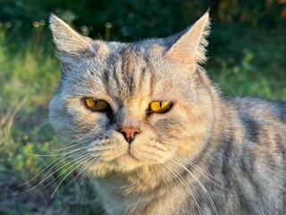Cat portrait with yellow eyes © OLENA LIALINA