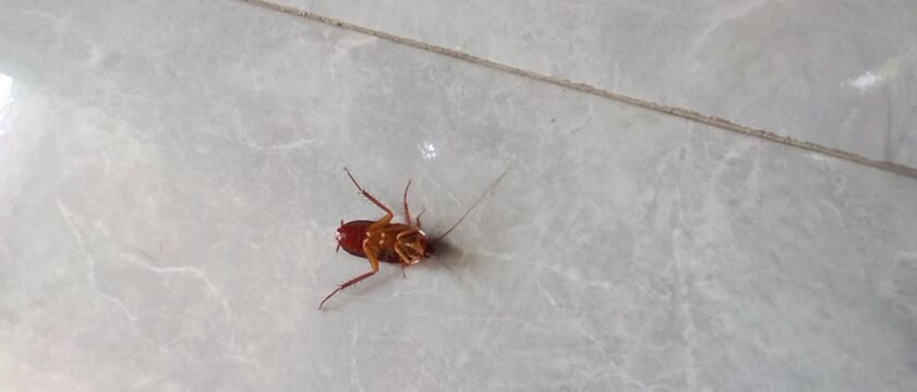 Close up macro footage of a dying cockroach struggling on its back on a tiled floor