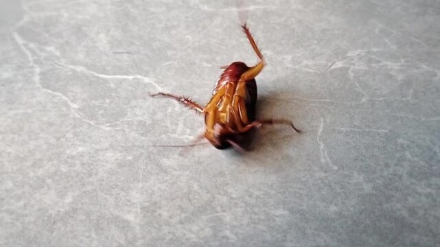 Frantic dying cockroach moving its legs rapidly while stuck upside down