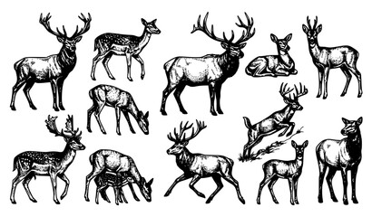 Realistic Deer and Stag Vector Character Set with Hand Drawn Monochrome Ink Sketches of Woodland Elks and Bucks for Hunting and Wildlife Graphic Designs © Mokbul
