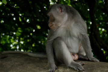 Macaque Resting in Dappled Shade © franklin