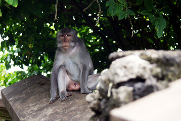 Macaque Resting in Dappled Shade © franklin