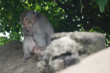 Macaque Resting in Dappled Shade © franklin