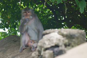 Macaque Resting in Dappled Shade © franklin