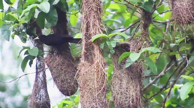 A Guaxe, a South American bird, entering and leaving the nest to feed its chicks.
