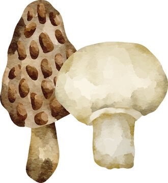 Watercolor morel and button mushroom duo