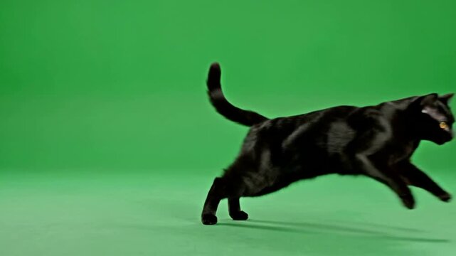 Agile Black Cat Leaping and Running Against Green Screen Background