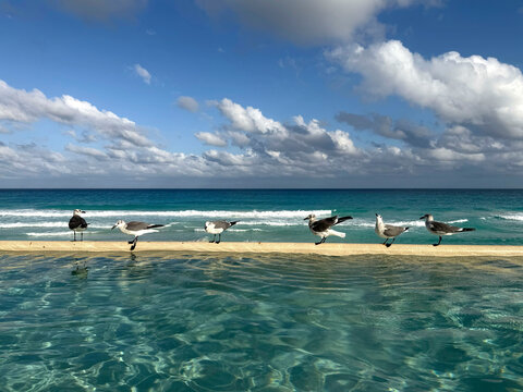 Birds in a pool in Cancun