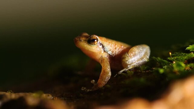 A small frog is sitting on a mossy branch, with a dark background and soft lighting, creating a captivating nature clip.