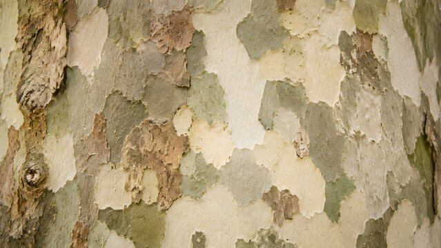 Closeup of the textured, mottled bark of a sycamore tree showing camouflagelike patterns of green, brown, and cream colors