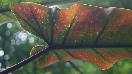 This plant is a Philodendron, most likely the Philodendron atabapoense or a closely related hybrid like the Philodendron billietiae x atabapoense. Taken from Las Pinas, NCR, Philippines.