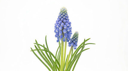 Fototapeta premium Beautiful Blue Grape Hyacinth Flowers Isolated on White Background