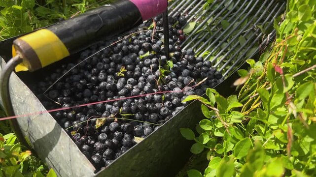 close-up of a traditional metal berry picker rake filled with freshly harvested wild blueberries in a forest
