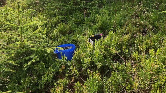 Wild blueberry harvest with a blue bucket and berry picker rake next to a young spruce tree in a windy forest undergrowth