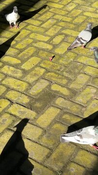 Group of pigeons on sunny yellow mossy brick walkway
