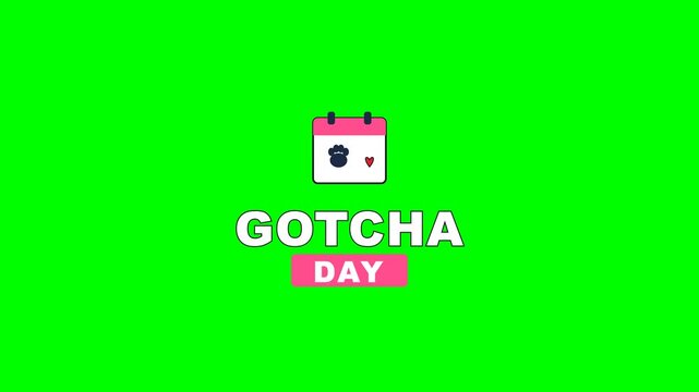 4K green screen GOTCHA DAY pet badge - a calendar with a paw and heart, animated pet business overlay for groomers vets and pet lovers on social media, chroma key