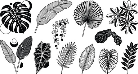Vintage Tropical Botanical Leaf Collection Vector Set with Monstera, Palm Fronds, Exotic Foliage, Hand Drawn Jungle Plants, and Decorative Nature Elements © MstSuborna