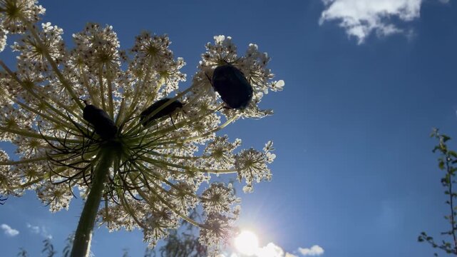 Macro cinematic footage of metallic green beetles crawling on a wild white umbel flower against a blue summer sky. Strong backlighting, visible sun rays, and slow camera movement create a dramatic nat
