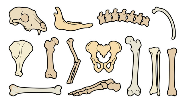 Collection of Various Animal Bones and Skeletons.