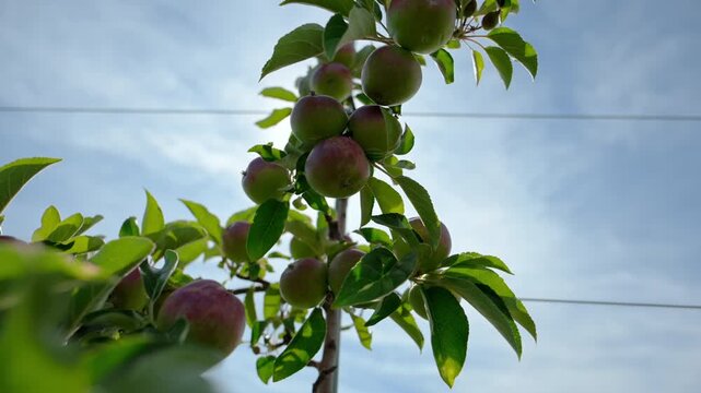 Ripening apples growing on a tree branch in a sunny orchard. Fresh fruit developing naturally during the growing season on a commercial apple farm.