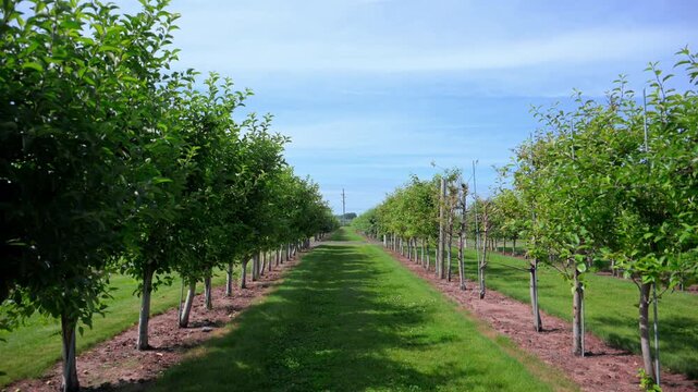 Rows of apple trees growing in a well-maintained orchard under a clear blue sky. Scenic agricultural landscape showcasing a productive apple farm during the growing season.