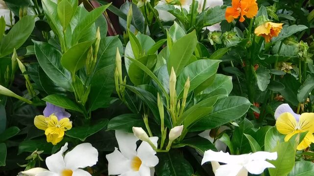 Mandevilla flowers in shades of crisp white and soft yellow bloom alongside green foliage, showcasing elegant trumpet-shaped petals that thrive within a greenhouse setting under natural daylight.