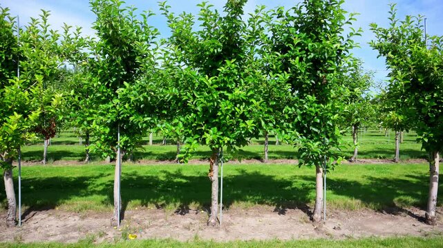 Element of Rows of apple trees growing in a well-maintained orchard under a clear blue sky. Scenic agricultural landscape showcasing a productive apple farm during the growing season.