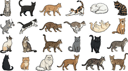 Obraz premium Domestic Cat Breed Vector Collection Featuring Realistic Pet Cats In Sitting Walking Sleeping Playing And Resting Poses