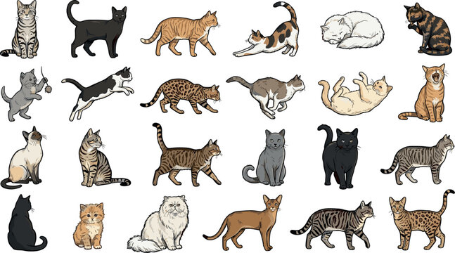 Domestic Cat Breed Vector Collection Featuring Realistic Pet Cats In Sitting Walking Sleeping Playing And Resting Poses