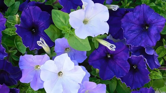 Petunias displaying shades of deep violet and soft light lavender bloom in a lush cluster, showcasing the rich textures and intense colors typical of late spring flowering plants in a sunny garden.