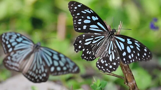 Blue Tiger Butterfly Feeding on Tree Sap on Branch and Flying Out of Frame in Slow Motion