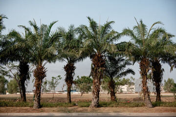 Fototapeta premium Row of oil palm trees Elaeis guineensis growing along a roadside under a blue sky.