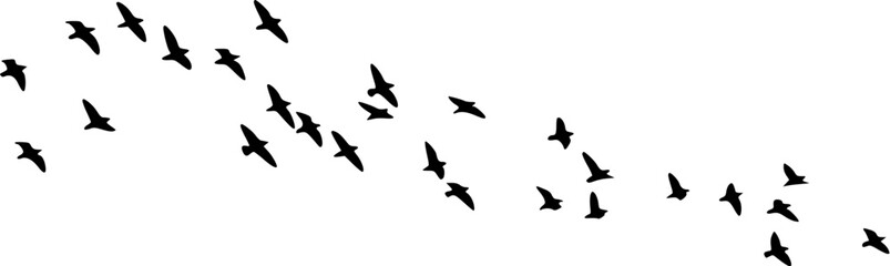 Flock of migrating birds flying in formation. Silhouetted geese or ducks in smooth V-shaped flight pattern against clear sky. © John