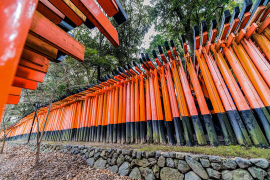 Fushimi Inari Taisha Torii Gates in Kyoto Forest