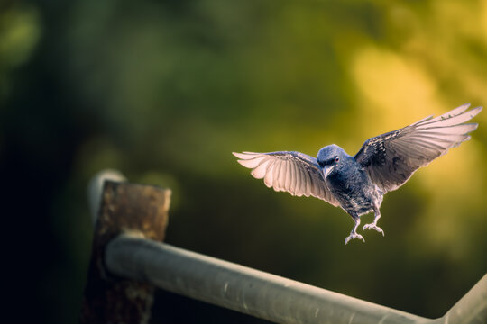 A black drongo (Dicrurus macrocercus) descends with wings fully extended and feet lowered to land on a metal railing, backlit by warm morning sunlight against a soft green bokeh background. India.