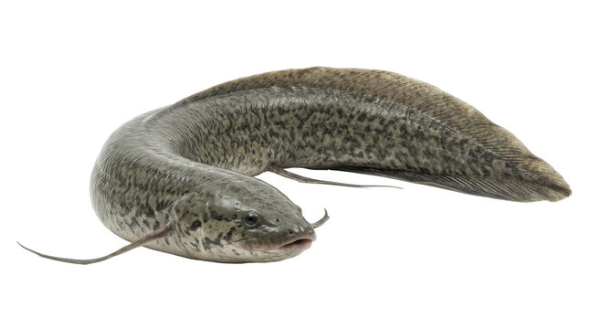Ethiopian lungfish with detailed scales and barbels a freshwater fish on transparent background african protopterus aethiopicus