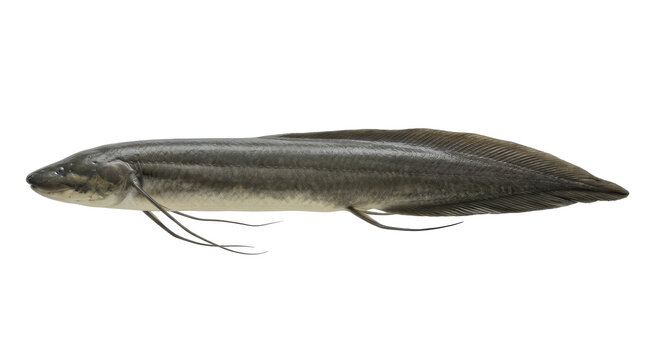 Ethiopian lungfish specimen detailed side view isolated on transparent background african protopterus aethiopicus fish ichthyology aquatic