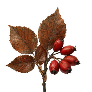 Copper beech (Fagus sylvatica) and rosehip (Rosa canina) woodland posy isolated on a transparent background